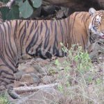 In Search of Big Cats