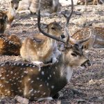 Shooting Wildlife - Photographic Safari