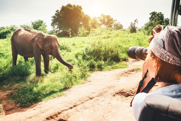 Woman photographer takes a picture with professional camera with telephoto lens from touristic vehicle on tropical on safari in National Nature Park Udawalawe in Sri Lanka